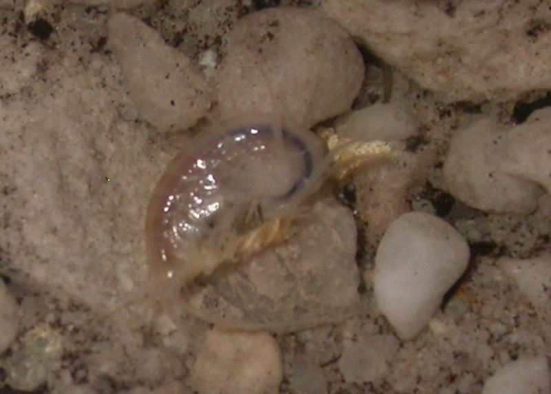 Isopods in Ronans Well DSCN8760